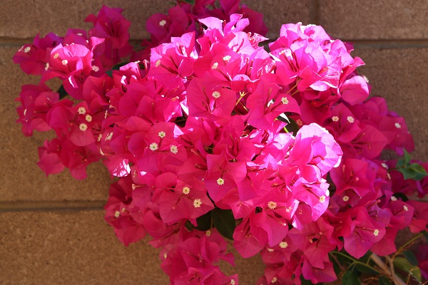 Bougainvillea Bracts and Flowers