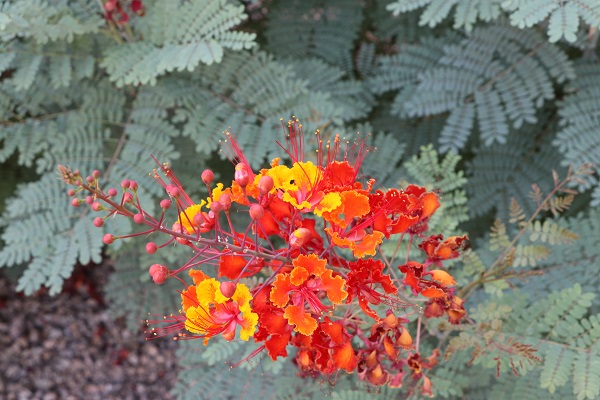 Mexican Bird of Paradise Flowers
