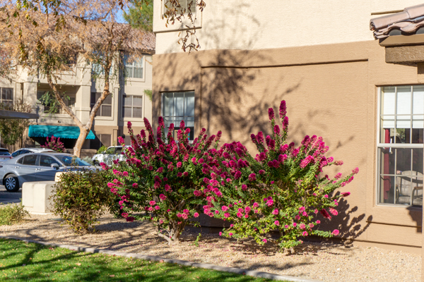 LaSolana Bougainvillea - Photo by Al Gableson